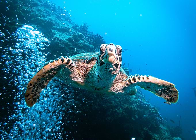 Sea Turtle Underwater