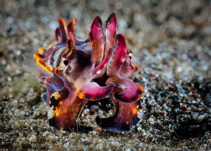 Flamboyand Cuttlefish on Seabed