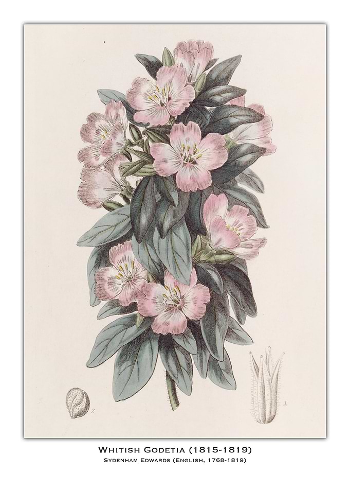 Whitish Godetia Botanical Illustration