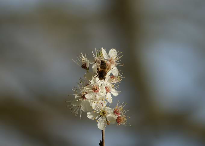 Bee on Blossom