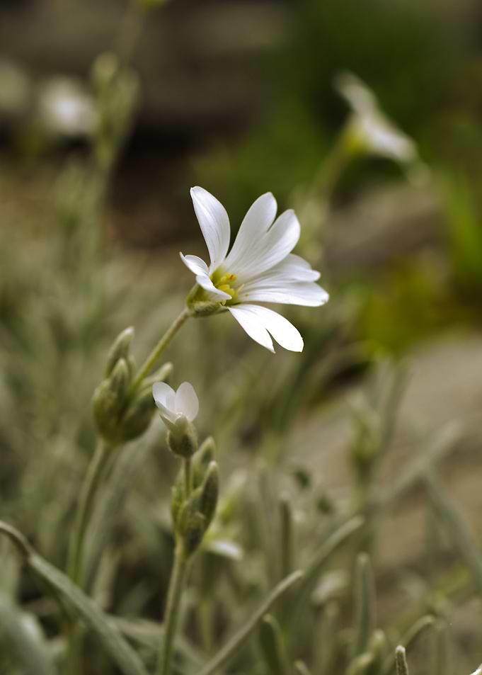 White Flower in Bloom