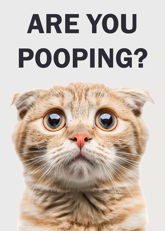 Cat Meme: Are You Pooping?