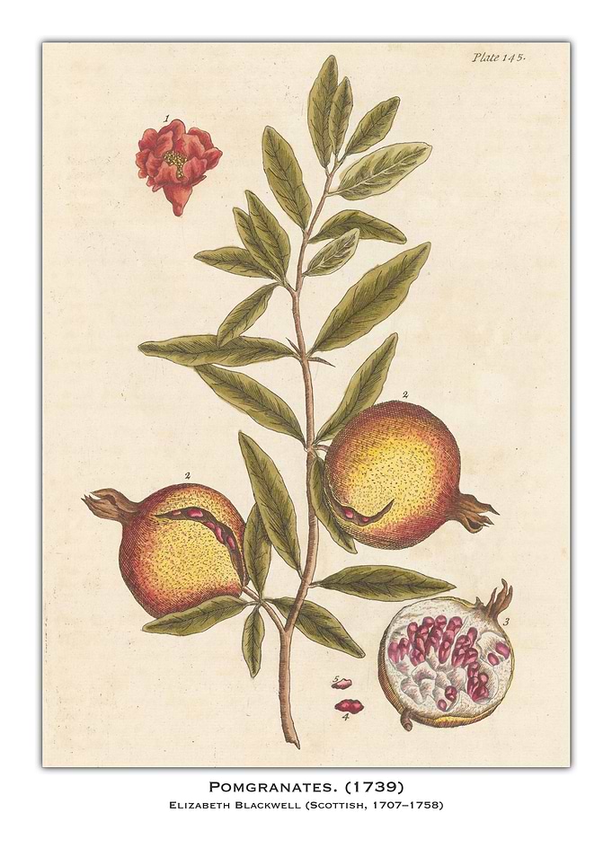 Pomegranate Botanical Illustration