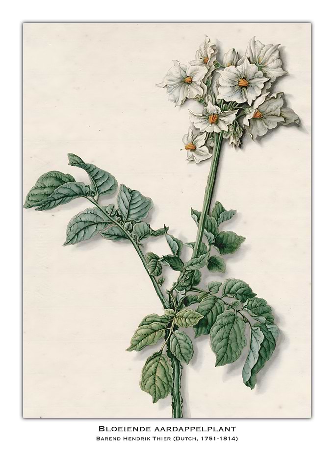 Bloeiende Aardappelplant