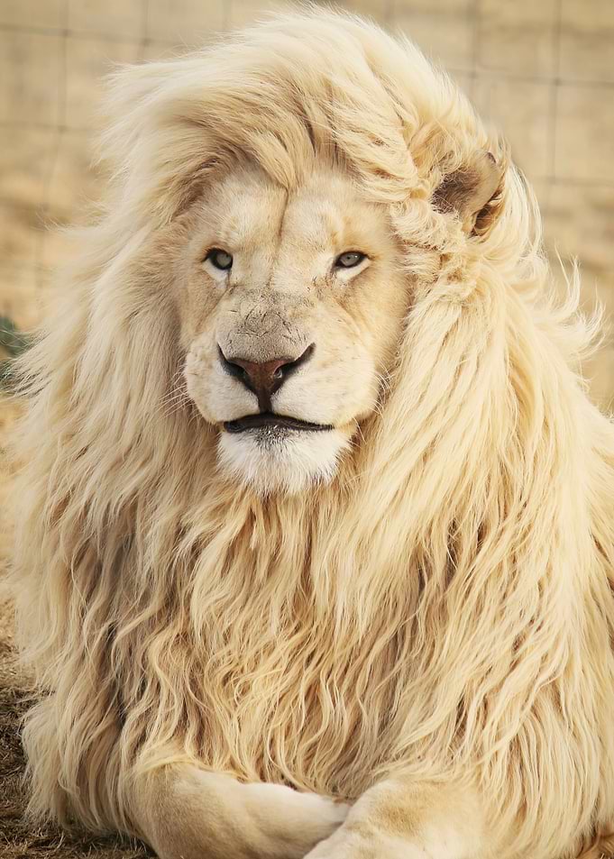 White Lion Portrait