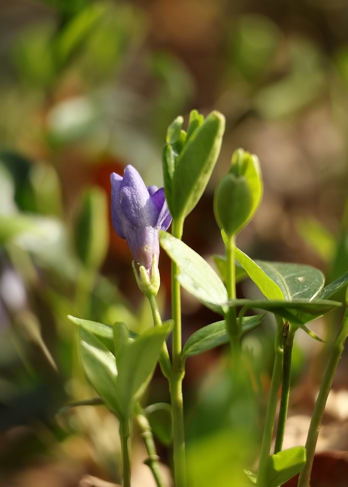 Purple Flower Bud