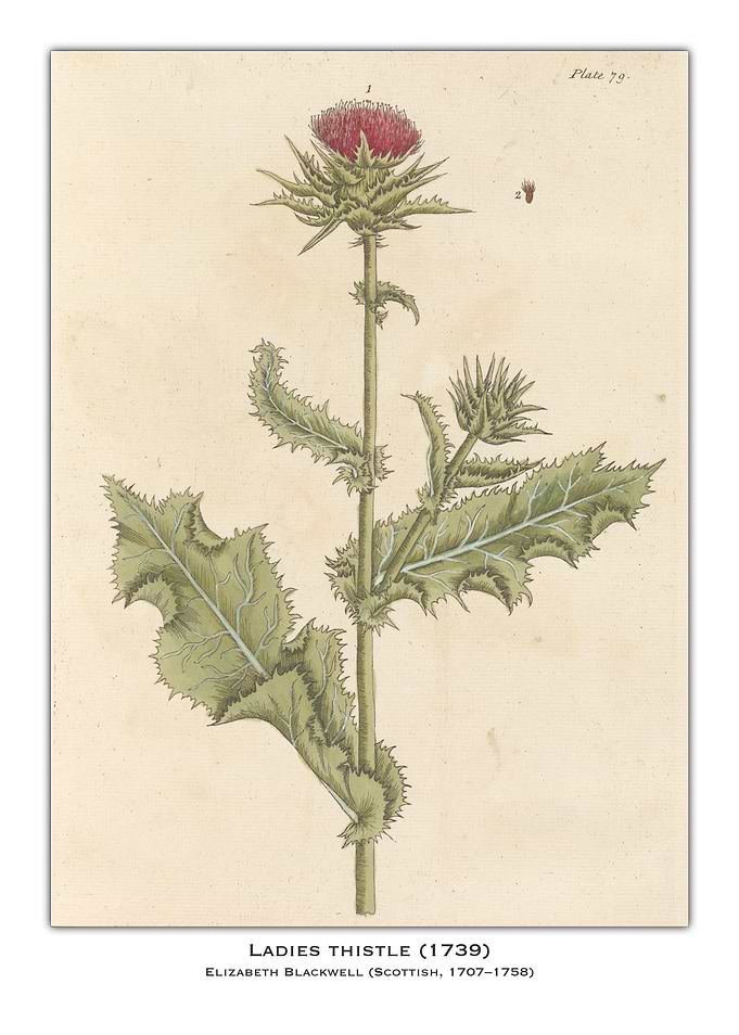 Ladies Thistle Botanical Illustration