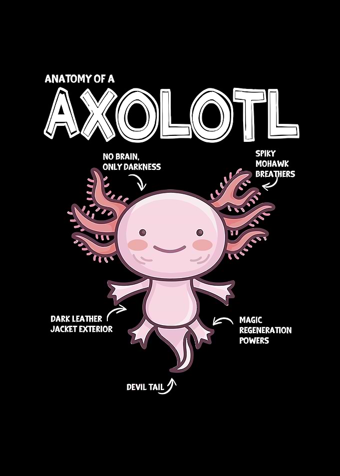 Axolotl Anatomy Illustration