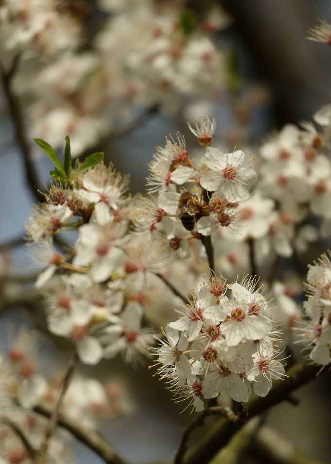 Bee on Cherry Blossom
