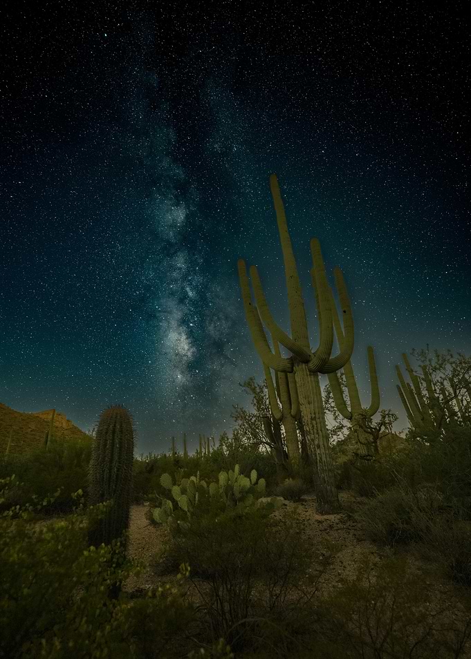 Milky Way Over Saguaro Cactus