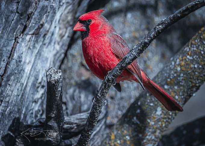 Cardinal on Branch