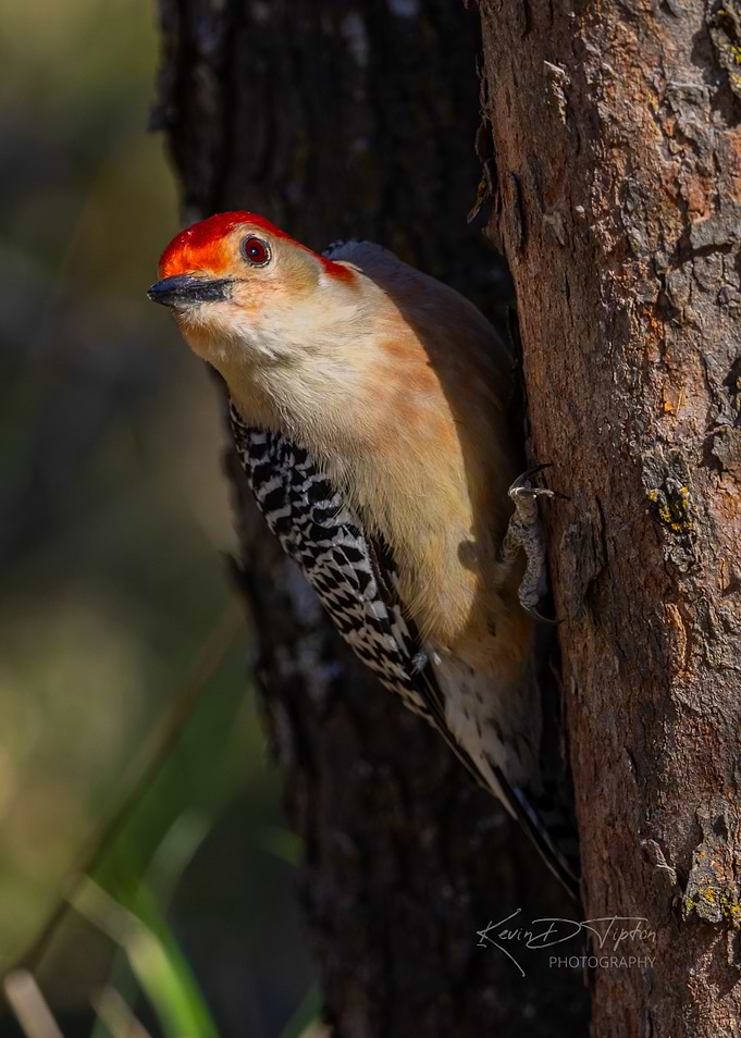 Red-Bellied Woodpecker on Tree