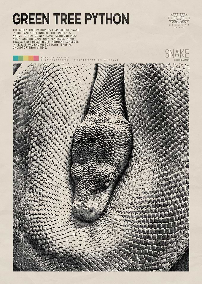 Green Tree Python Poster