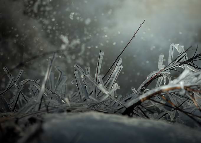 Frozen Branches