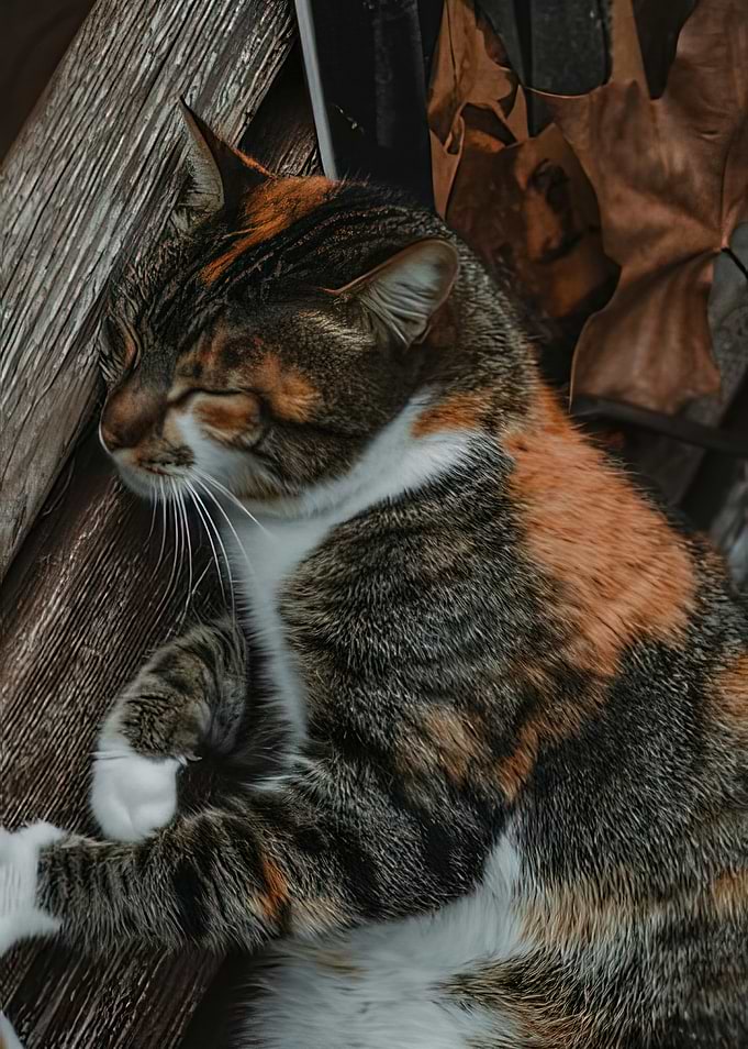 Sleeping Calico Cat