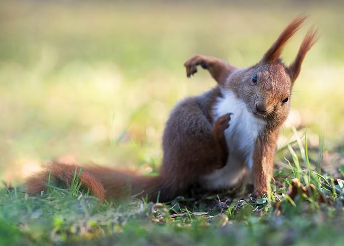 Red Squirrel in Grass