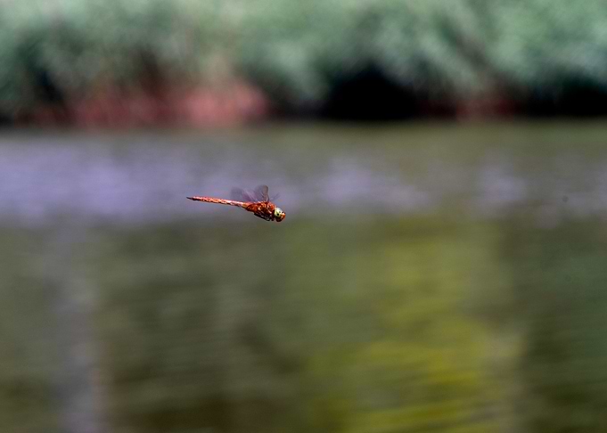 Orange Dragonfly