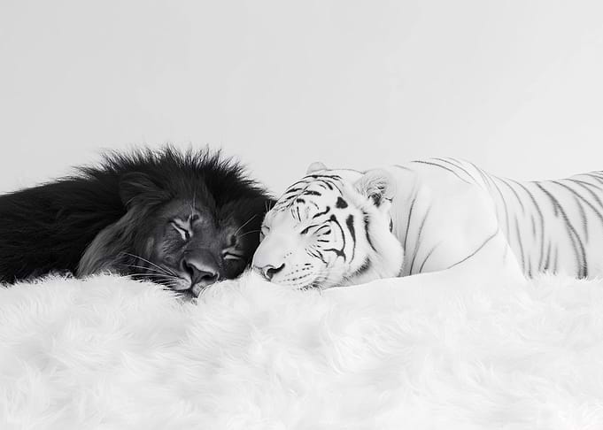 Lion and Tiger