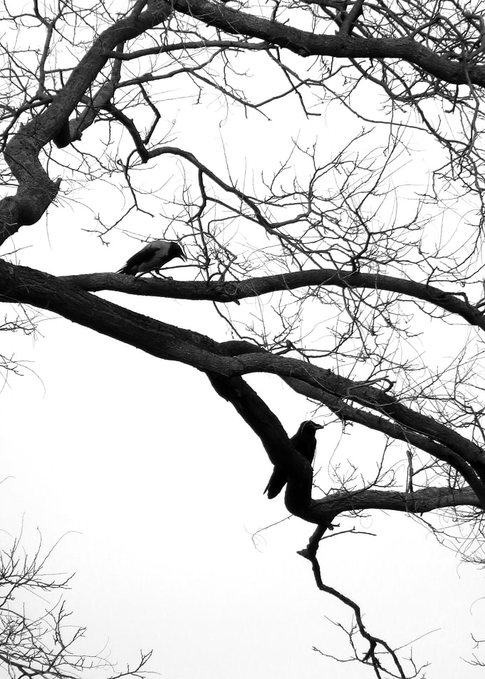 Silent Watchers