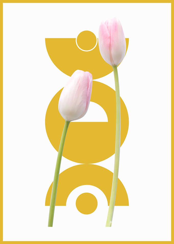 Tulips and Geometric Shapes