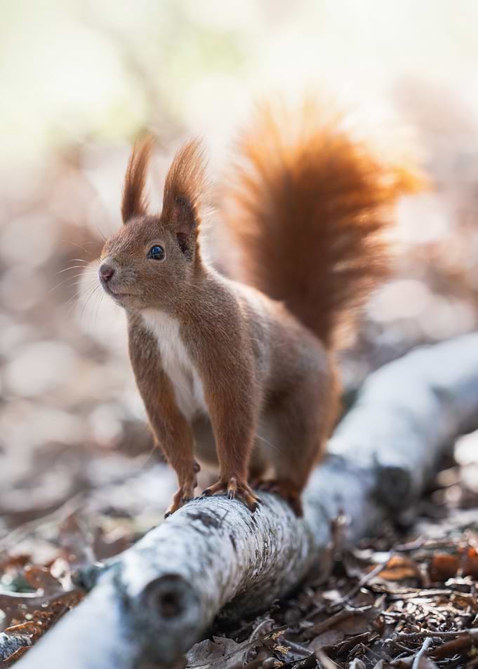 Red Squirrel on Branch