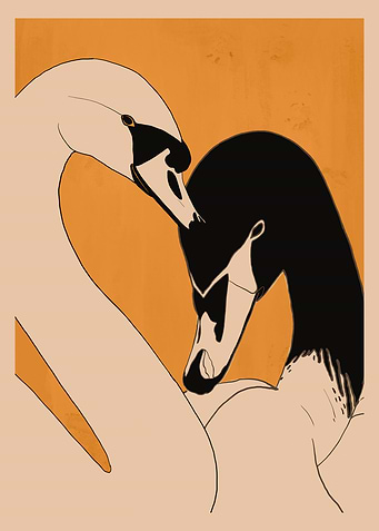 Swan Couple Illustration