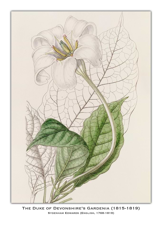 Duke of Devonshire's Gardenia
