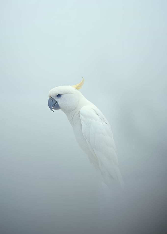 White Cockatoo in Fog