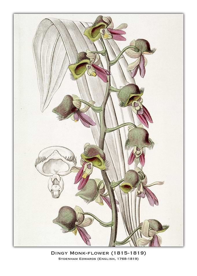 Dingy Monk-Flower Botanical Illustration