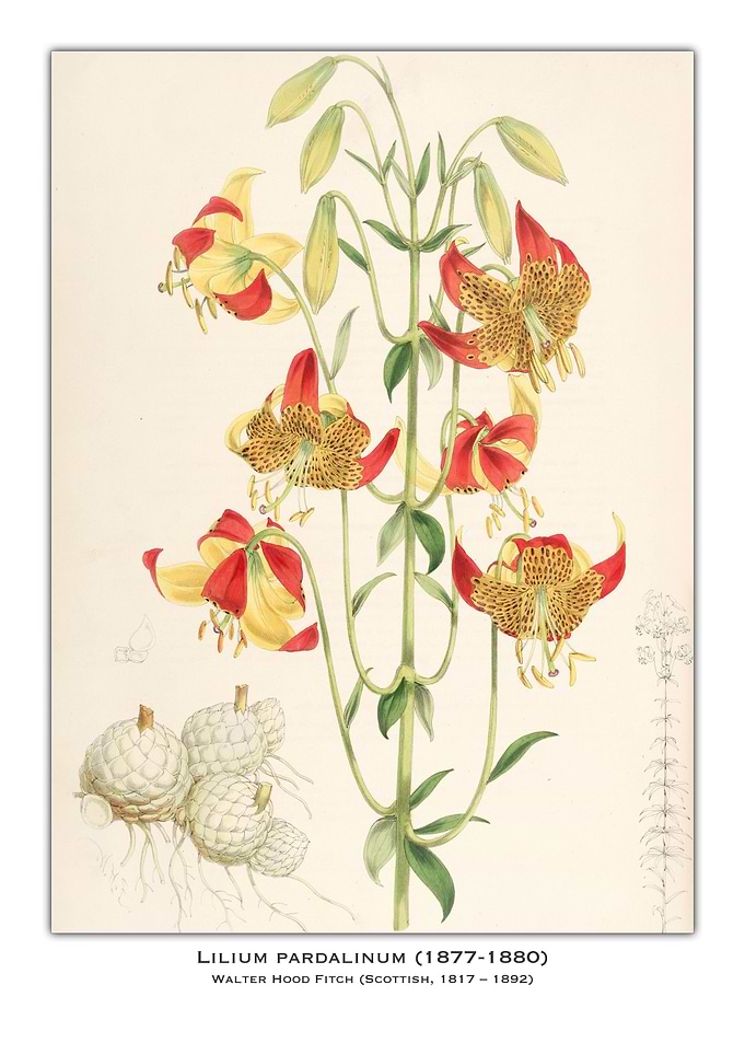 Lilium Pardalinum Botanical Illustration