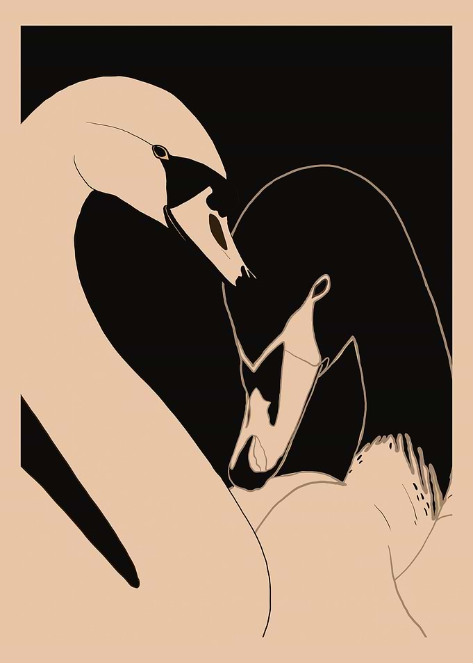 Black and White Swans