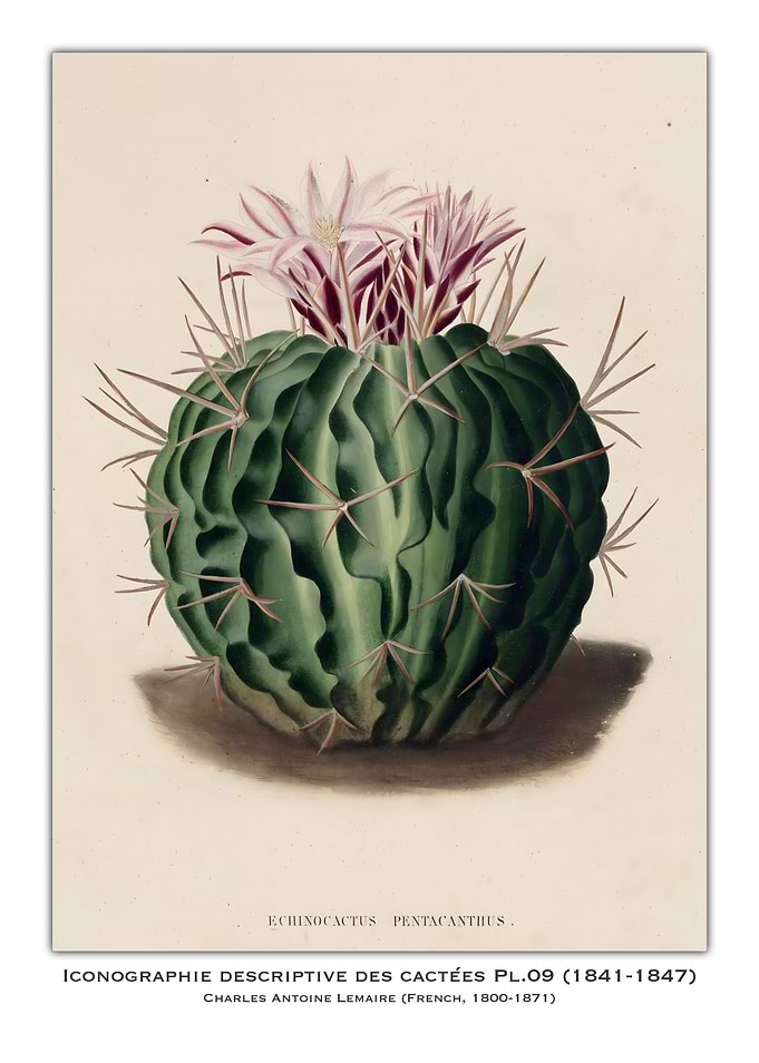 Echinocactus Pentacanthus Illustration