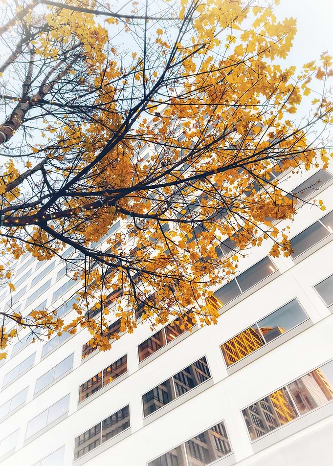 Autumn Leaves and Cityscape