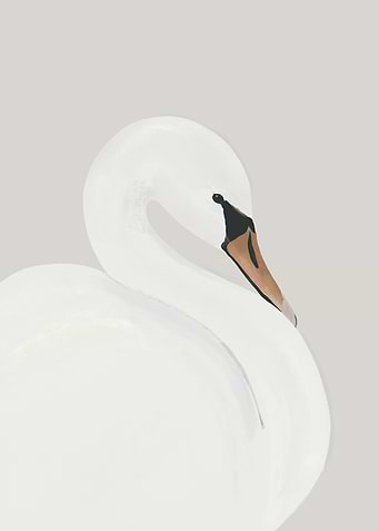 Elegant White Swan