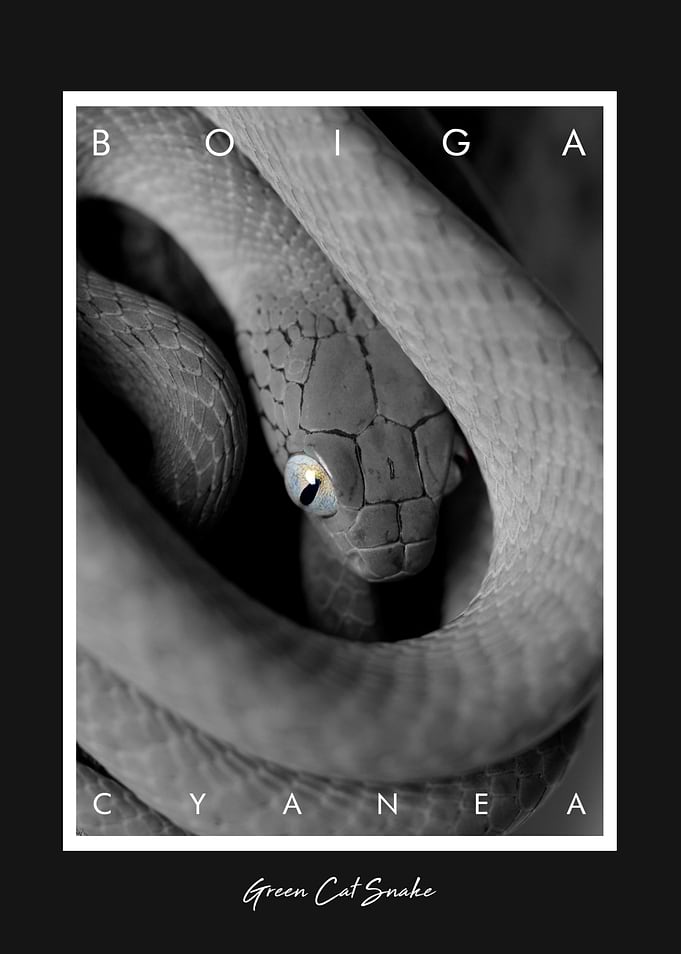 Green Cat Snake Boiga Poster