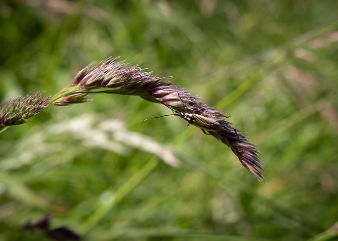Insect on Grass Blade
