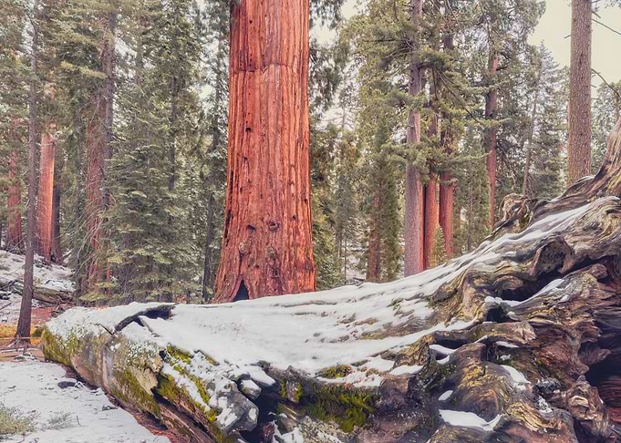 Giant Sequoia Forest