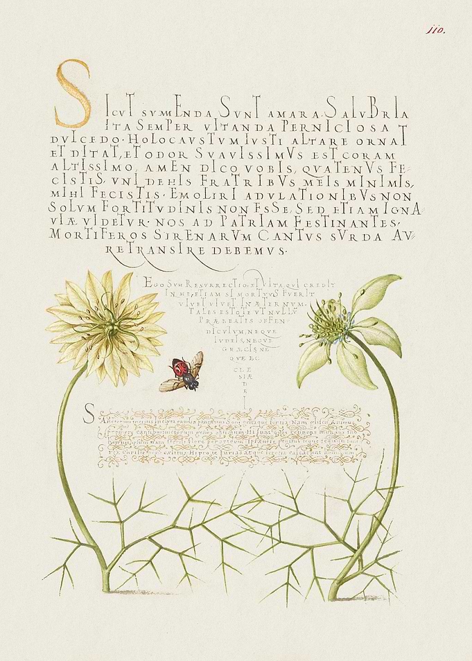 Botanical Illustration with Bee