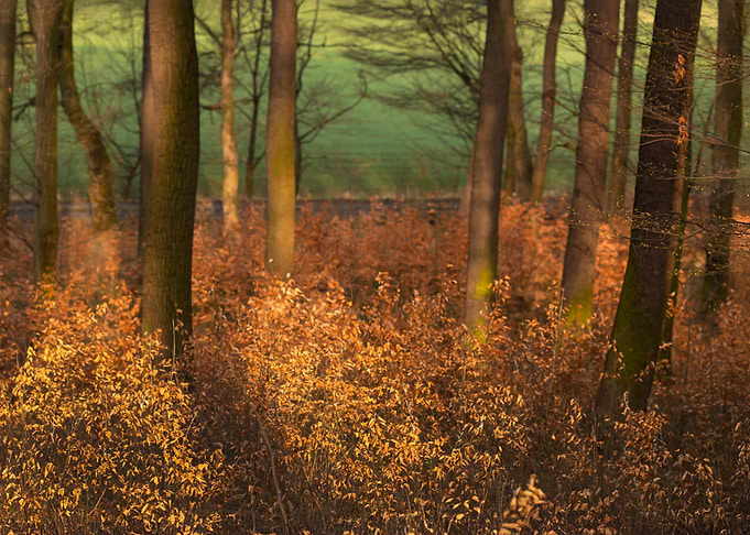Autumn Forest Sunlight