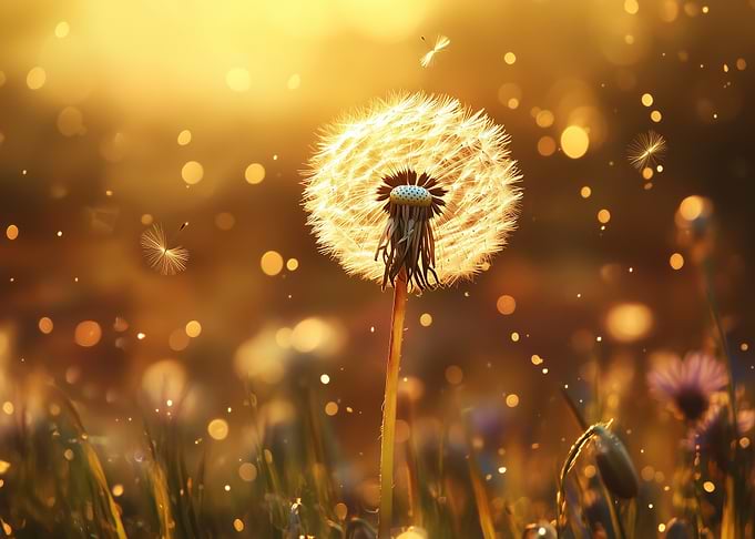 Dandelion Sunset