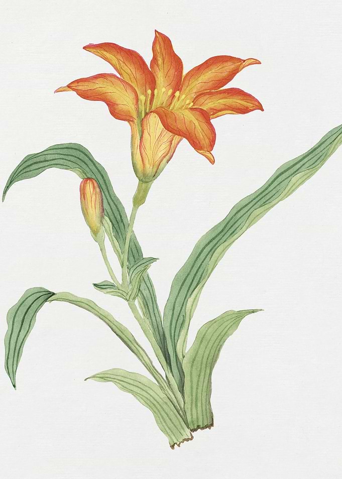 Orange Lily Watercolor