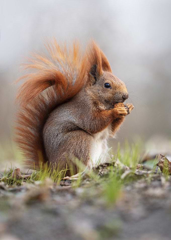 Red Squirrel Eating