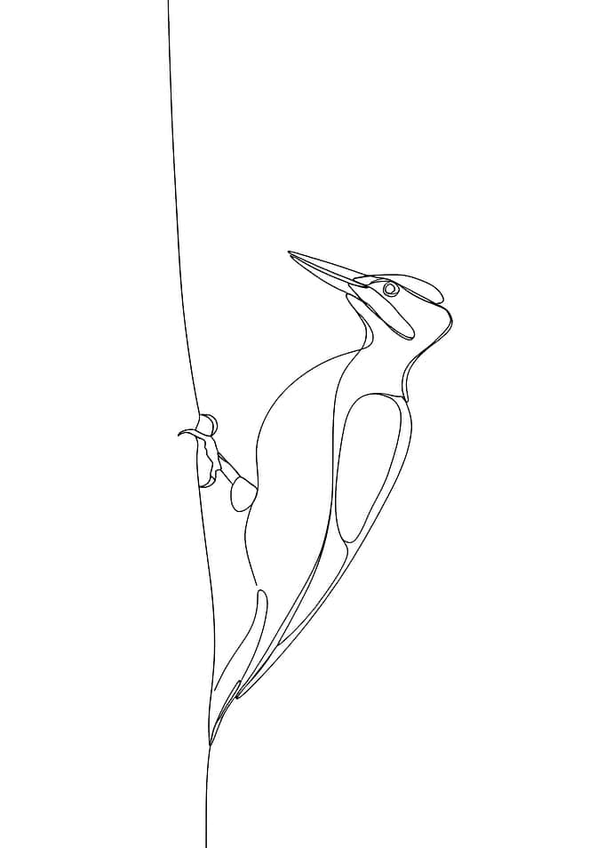 Woodpecker Minimalist Line Art