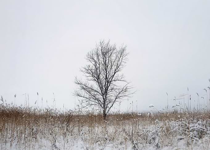 Solitary Tree in Winter