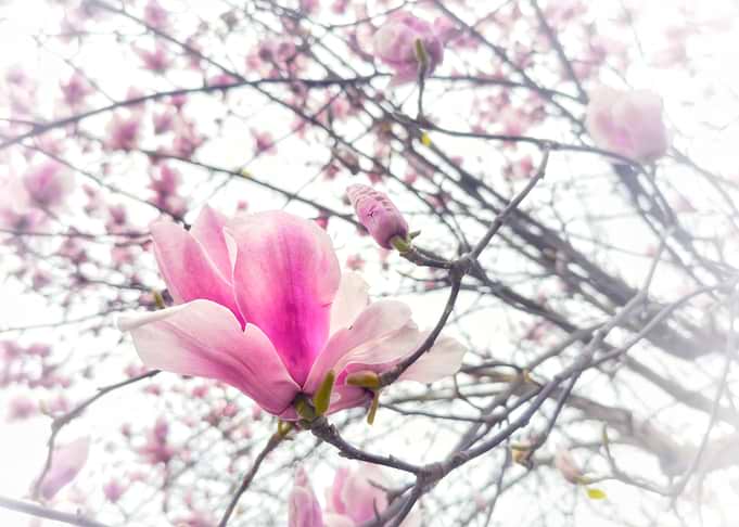 Pink Magnolia Blossom