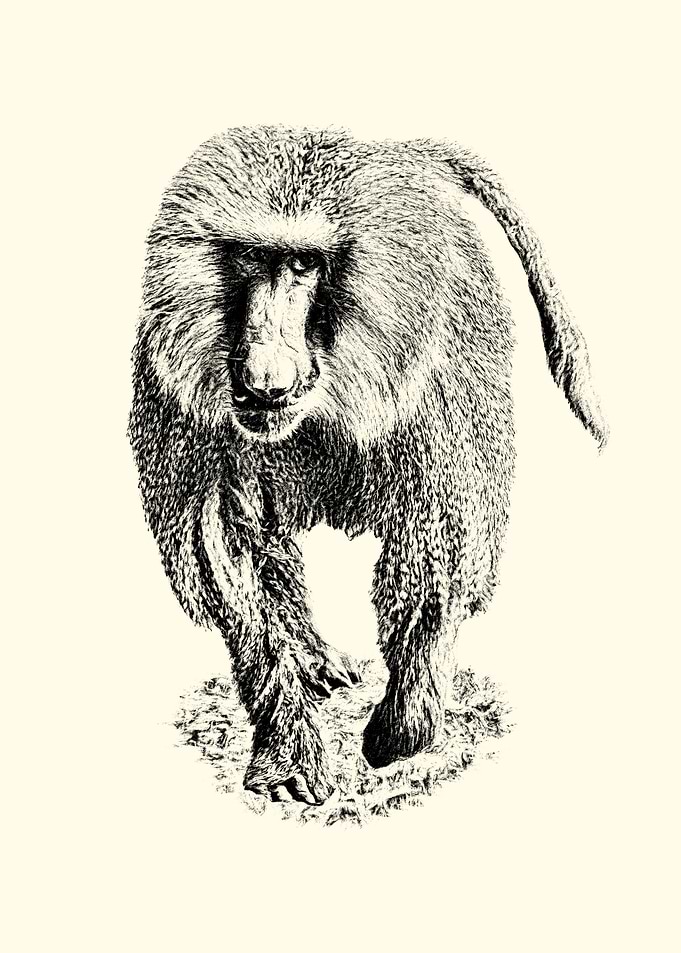 Baboon Illustration