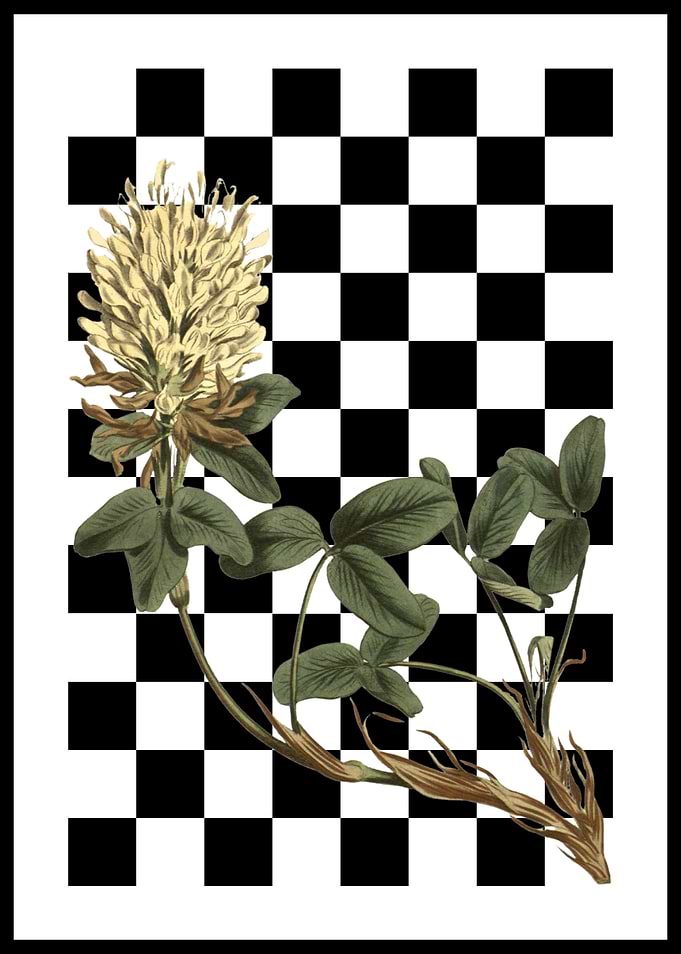 Clover on Checkerboard