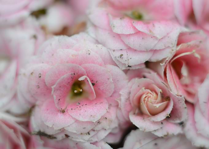 Delicate Pink Flowers