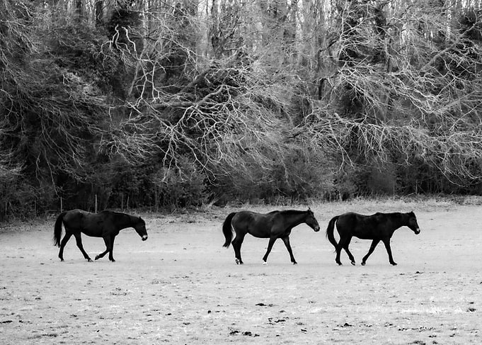 Three Horses in a Field