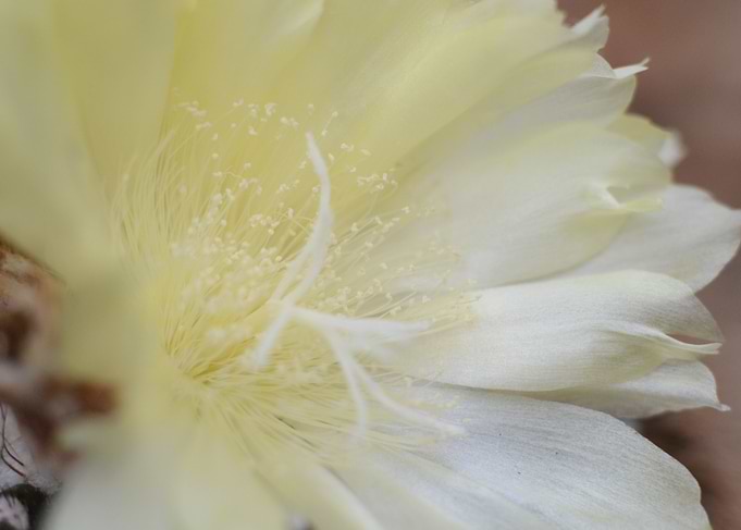 Cactus Flower Close-Up